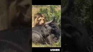 Black Rock killers #lion #animals #blackrocklion #lorkulup #oloimina #lionvsbuffalo #viral #nature