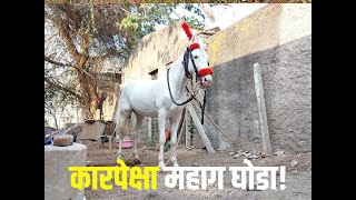 Sangli News : कारपेक्षाही जास्त आहे ‘या’ घोड्याची किंमत, पैलावानाप्रमाणे घेतली जाते खुरा