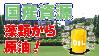 【国産資源】藻類バイオマス燃料！国土交通省が開発資金を提供！