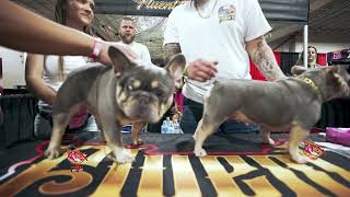 How To Breed French Bulldog (Tutorial)