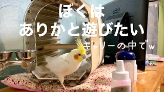 人を選ぶ気まぐれインコ