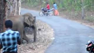 Elephant in vadattupara-bhoothathankette route