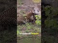 warthog outsmarts leopard