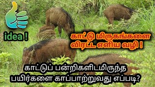 காட்டுப் பன்றிகளிடமிருந்த பயிர்களை காப்பாற்றுவது எப்படி? | How to save crops from wild boar? | Tamil