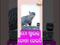 ବିଲେଇ ଷ୍ଟାଇଲ ଦେଖ 😁😼@beautyofnaturekalpanaa4749 cat video