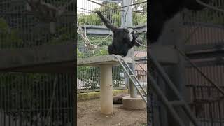 動・チンパンジー④ギンくん💘飛翔跳躍💛Chimpanzee・・・沖縄こどもの国・Okinawa Zoo \u0026 Museum(20210313)