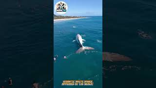 Gigantic White Whale Appeared at the Beach! #amazing #movie