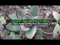 Proper Panda Plant Care: Tips And Tricks For Success