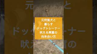 【犬吠える】元狩猟犬でも行動は変えられる！ドッグトレーナーである私の吠える興奮する犬との向き合い方 #ドッグトレーニング #ドッグトレーナー #犬のトレーニング #狩猟犬 #吠える #大型犬