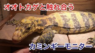 【オオトカゲ】カミンギーモニター との触れ合い  Skin ship with watermonitor.