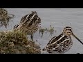 snipes feeding in slow motion