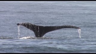 11.12.16 Humpback Whales #Monterey #Travel #Adventure