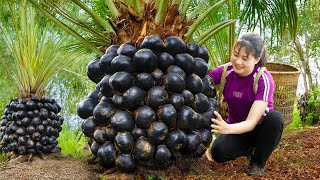 AMAZING! Harvesting Periwinkle Fruit for to cook delicious dishes - Harvesting and Cooking