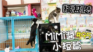 MiMi醬小短篇#95-傻眼貓咪XD怎麼會這樣！不是替我改造的嗎 (妞妹最後超誇張)