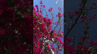 Bougainvillea in Brisbane City of Sunshine State - Queensland