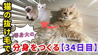 猫の抜け毛で等身大の分身をつくる【34日目】