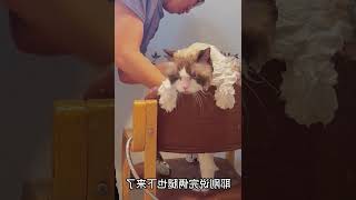 16斤的布偶猫，翻新洗澡啦！ #003