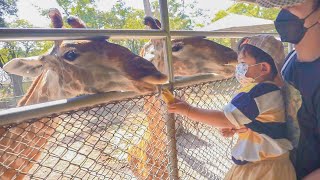 ให้อาหารยีราฟ ให้อาหารช้าง อุทยานหินล้านปีและฟาร์มจระเข้พัทยา I ภูเขา