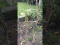 My organic garden 🍅 🍅🍅🍅