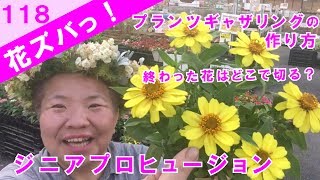 百日草ジニアプロヒュージョンお花が終わったらどこで切るの？プランツギャザリングの作り方【花ズバっ】118旬の花とその使いかた紹介/花創人ガーデニング教室2017/06/21