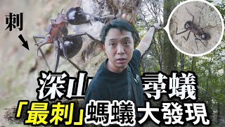 超稀有螞蟻「刺棘山蟻」大發現｜深山尋蟻-九穹根步道｜【臺灣蟻窟】