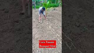 Cara menanam rumput odot agar banyak tunas#rumputodod