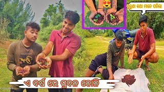 ଏ ବର୍ଷ ରେ ପ୍ରବଳ କୋଳି !! ପୁରୁଣା କଥା ବି ମନେ ପଡିଗଲା..🥰🥰 //#mutumarabi #odiavlog #villagevlog