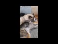 Sweet Cat Licking Dog as They Lay on Couch