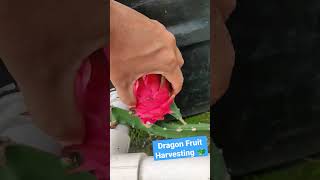 Dragon Fruit... #dragonfruit #fruit#youtubeshorts #shorts #youtube #video #viral #viralvideo#happy