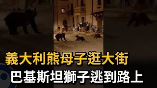 義大利熊母子逛大街　巴基斯坦獅子逃到路上－民視新聞