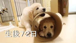 アイン村　チロの子生後72日目(Golden Retriever Puppies)