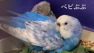 【よちよちベビぷぷ】セキセイインコ一家  #vlog #セキセイインコ