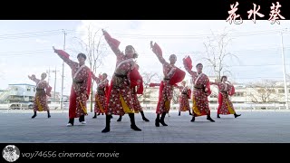 【シネスコ】花水葵／サクラタウンよさこい～2022～師走祭～第二部