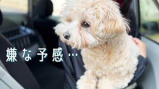 【ご褒美】注射を頑張った愛犬に牛肉を振る舞うも質より量だと判明しました｜vlog｜犬の手作りご飯｜集団予防接種