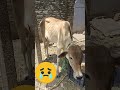 ఆవుకు గాయం cow is injured