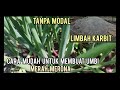 CUKUP DENGAN LIMBAH KARBIT UMBI BISA MERAH MERONA