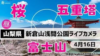 🌸富士山x桜x五重塔ライブカメラ🌸山梨県「新倉山浅間公園」　2024年4月16日(火)