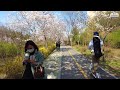 【4k korea】it s just a beautiful cherry blossom walk. online trip. asmr.