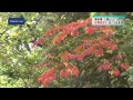 ことしの紅葉は？　奥多摩最新情報