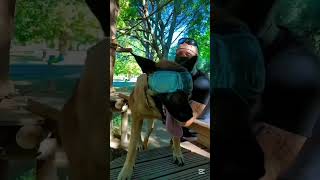 #k9trainer #dog #dogsoftiktok #trending # trainingdogs #k9 #tactical #viralshorts #fyp