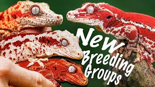 My Favorite Red Striped Gargoyle Gecko Groups for 2025