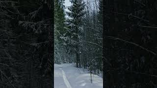 Twisted snowy trails weave their way through the snowy expanse of the woods