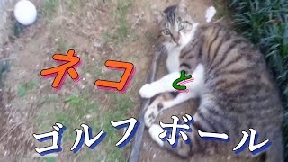 ネコはゴルフボールをキャッチするか♪ねこネコランド