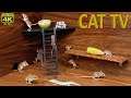 Cat Games on Screen: Tiny Mice, Sand Fish & Frog Playing Seek and Hide | 4K UHD 60fps