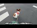 散歩中に登校中のお姉ちゃんに会った時のリアクションが可愛い子犬 もなか日記 papillon パピヨン