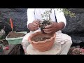 BUCIDA| TERMINALIA MOLINETTI maintain/propagate and repotting