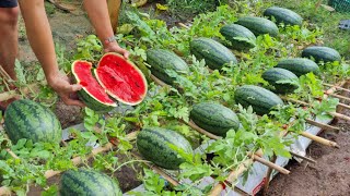 Grow watermelon in this way, the fruit will be big and sweet, grow watermelon in
