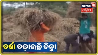 ଅଦିନିଆ ବର୍ଷା ଯଂଗୁ Rayagada ଚାଷୀଙ୍କ ମୁଣ୍ଡରେ ଚଡକ