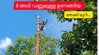 5 അടി വണ്ണമുള്ള ഉണങ്ങിയ  തേക്ക്.... Teak Tree Cutting I Tree cutting in kerala