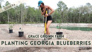 Planting BLUEBERRY bushes on our Georgia HOMESTEAD | the start of the garden ZONE 9A